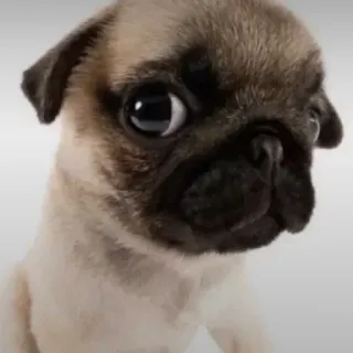 😂 222caf3a pug, cachorro, filhote, fofo, animal, animal de estimação telegram sticker