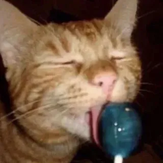 😂 2ae924ba gato, pirulito, animal, animal de estimação, doce, doce telegram sticker