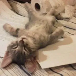 😂 34116c4c gato, gatinho, dormindo, animal, fofo, animal de estimação telegram sticker