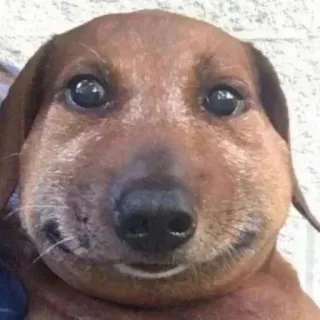 😂 374f84cd cachorro, animal, fofo, meme, engraçado, dachshund telegram sticker
