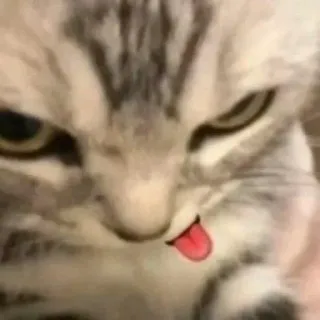 😂 390b9af2 gato, gatinho, fofo, animal, animal de estimação, língua telegram sticker