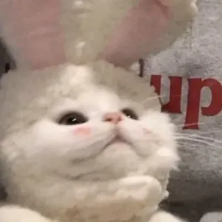 😂 3e2f487f up gato, gatinho, orelhas de coelho, animal de estimação, animal telegram sticker