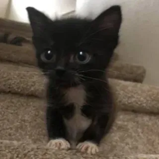 😂 43dc37a5 gatinho, gato, animal, animal de estimação, fofo, preto e branco, animal doméstico telegram sticker