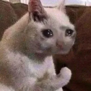 😂 4f6ec9c2 gato, triste, chorando, meme, animal de estimação, animal telegram sticker