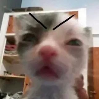 😂 5b177c6b gato, gatinho, bravo, meme, animal de estimação, fofo, animal telegram sticker