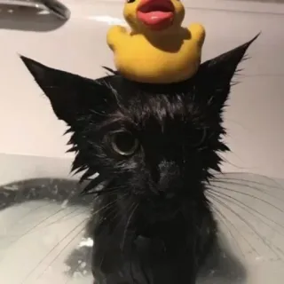 😂 5fb5de31 gato, pato de borracha, banho, gatinho, gato preto, animal, fofo telegram sticker