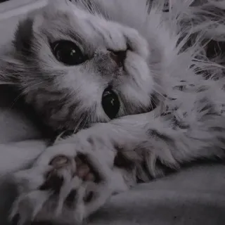 😂 64533f15 gato, animal de estimação, animal, gatinho, fofo, felino telegram sticker