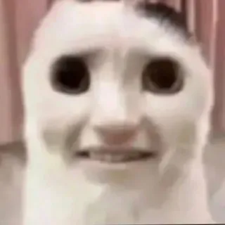 😂 6a18a35e gato, meme, engraçado, animal, estranho, distorcido, assustador telegram sticker