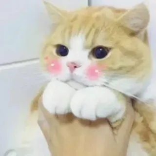 😂 6efc3d73 gato, fofo, animal, animal de estimação, kawaii telegram sticker