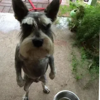 😂 71bca3c3 cão, schnauzer, animal, animal de estimação, fofo, engraçado telegram sticker