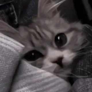 😂 7987d40d gato, animal de estimação, animal, fofo, gatinho, animal doméstico, fofo telegram sticker
