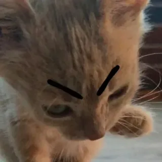 😂 8e196a92 gato, gatinho, bravo, engraçado, meme, animal telegram sticker