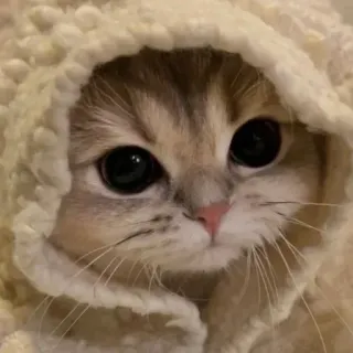 😂 a6bbfff7 gato, fofo, gatinho, animal, animal de estimação, moletom com capuz telegram sticker