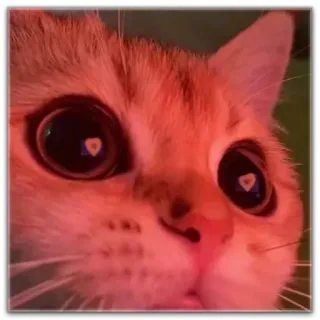 😂 aab019cd gato, animal de estimação, animal, laranja, coração, olhos, fofo, gatinho telegram sticker