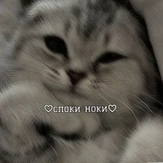 😂 ae1d1bd4 ♡СПОКИ НОКИ♡ gato, fofo, sonolento, russo, adesivo, animal, animal de estimação telegram sticker