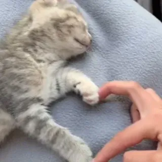 😂 b6f70cb8 gatinho, gato, animal de estimação, animal, sono, coração, amor telegram sticker