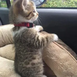 😂 bc32850d gatinho, gato, animal, animal de estimação, viagem, fofo telegram sticker