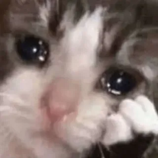😂 befb8806 gato, triste, chorando, meme, animal, animal de estimação telegram sticker