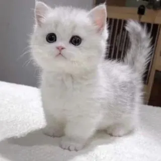 😂 c1dc5f01 gatinho, gato, fofo, animal de estimação, animal, branco, munchkin telegram sticker