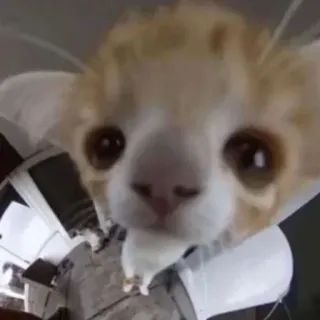 😂 c470d390 gato, animal, animal de estimação, fofo, engraçado telegram sticker