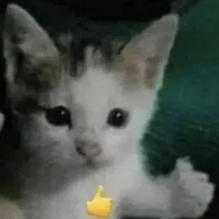 😂 c6c77c74 gato, gatinho, joinha, animal, animal de estimação, fofo telegram sticker