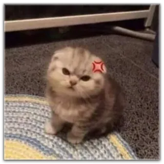 😂 c9e962e6 gato, bravo, animal, adesivo, fofo, gato doméstico, scottish fold telegram sticker