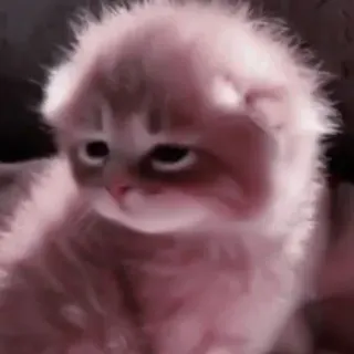 😂 cb700ff9 gato, gatinho, triste, fofo, animal telegram sticker