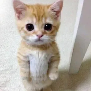 😂 cfb63725 gato, gatinho, fofo, animal, animal de estimação telegram sticker