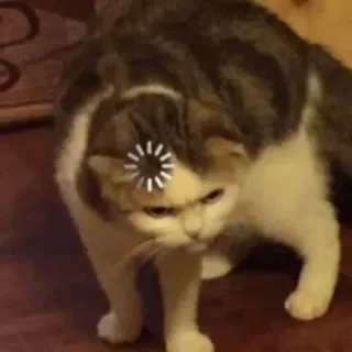 😂 dd87e712 gato, carregando, fofo, animal, meme, internet telegram sticker