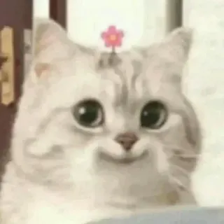 😂 f17bdce0 gato, fofo, animal, flor, animal de estimação, adorável telegram sticker