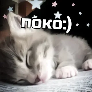 😂 f4b3679e ПОКО :) gatinho, gato, dormindo, fofo, poko, kawaii telegram sticker