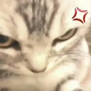 😂 fd72de61 gato, bravo, meme, humor, fofo, animal telegram sticker