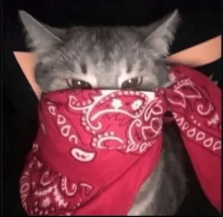 👹 050d7777 chat, bandana, gang, animal, animal de compagnie, rouge telegram sticker