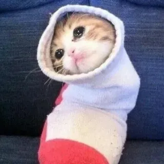 🧦 28b50aa3 chat, chaton, mignon, chaussette, animal, animal de compagnie telegram sticker