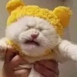 😖 3276e005 chat, chaton, animal, mignon, animal de compagnie, chapeau telegram sticker