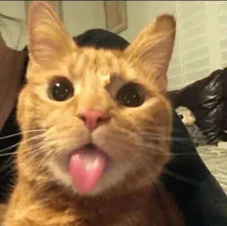 😛 3f37dc3e chat, mignon, animal, drôle, langue telegram sticker