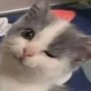 😉 3f7434a5 chat, clin d'oeil, animal, animal de compagnie, mignon telegram sticker