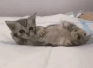 😍 57faaa1e chat, chaton, mignon, animal, animal de compagnie telegram sticker