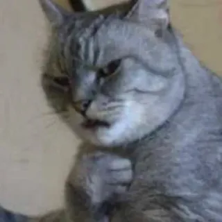 🧐 62048a0e chat, en colère, mème, chat gris, fronce les sourcils telegram sticker
