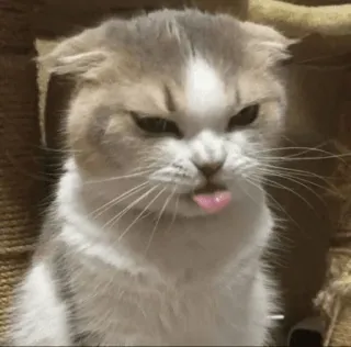 😤 c5c5c849 chat, animal, langue, mignon, en colère, chaton telegram sticker