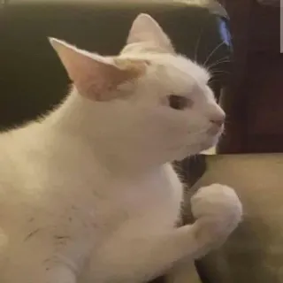 🤬 cfbf96c9 chat, en colère, blanc, animal, domestique, poing telegram sticker