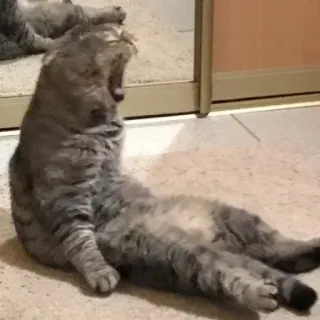 😡 0a1b3b32 gato, bostezando, atigrado, mascota, animal, animal doméstico telegram sticker