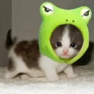 🐸 15769276 gatito, gato, rana, animal, mascota, lindo, sombrero telegram sticker