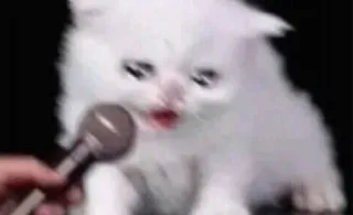 😫 295d6d87 gato, micrófono, cantar, gato blanco, animal, meme telegram sticker