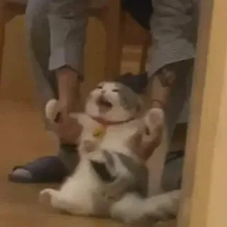 🤬 2c7eb09b gato, meme, gracioso, animal, mascota telegram sticker