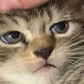 😕 35d63005 gato, gatito, lindo, animal, mascota, mamífero telegram sticker