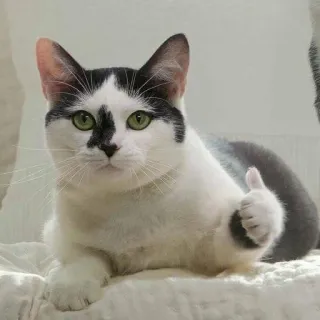 👍 4a8f25f1 gato, pulgar arriba, animal, lindo, mascota, animal doméstico telegram sticker