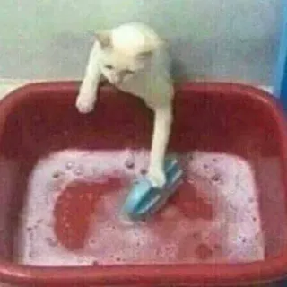 🪣 4ab75cd1 gato, lavado, limpieza, animal, animal doméstico telegram sticker