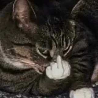 🖕 57b8695f gato, dedo corazón, ofensivo, animal, gesto telegram sticker