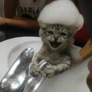 🛁 58c47544 gato, gatito, burbujas, baño, lindo, animal telegram sticker